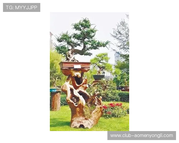 澳门赛马今天直播时间安排及观看指南，实时掌握比赛动态